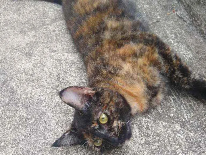Gato ra a Escaminha idade 7 a 11 meses nome Maia