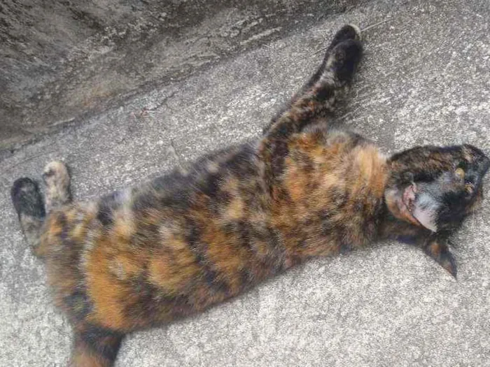 Gato ra a Escaminha idade 7 a 11 meses nome Maia