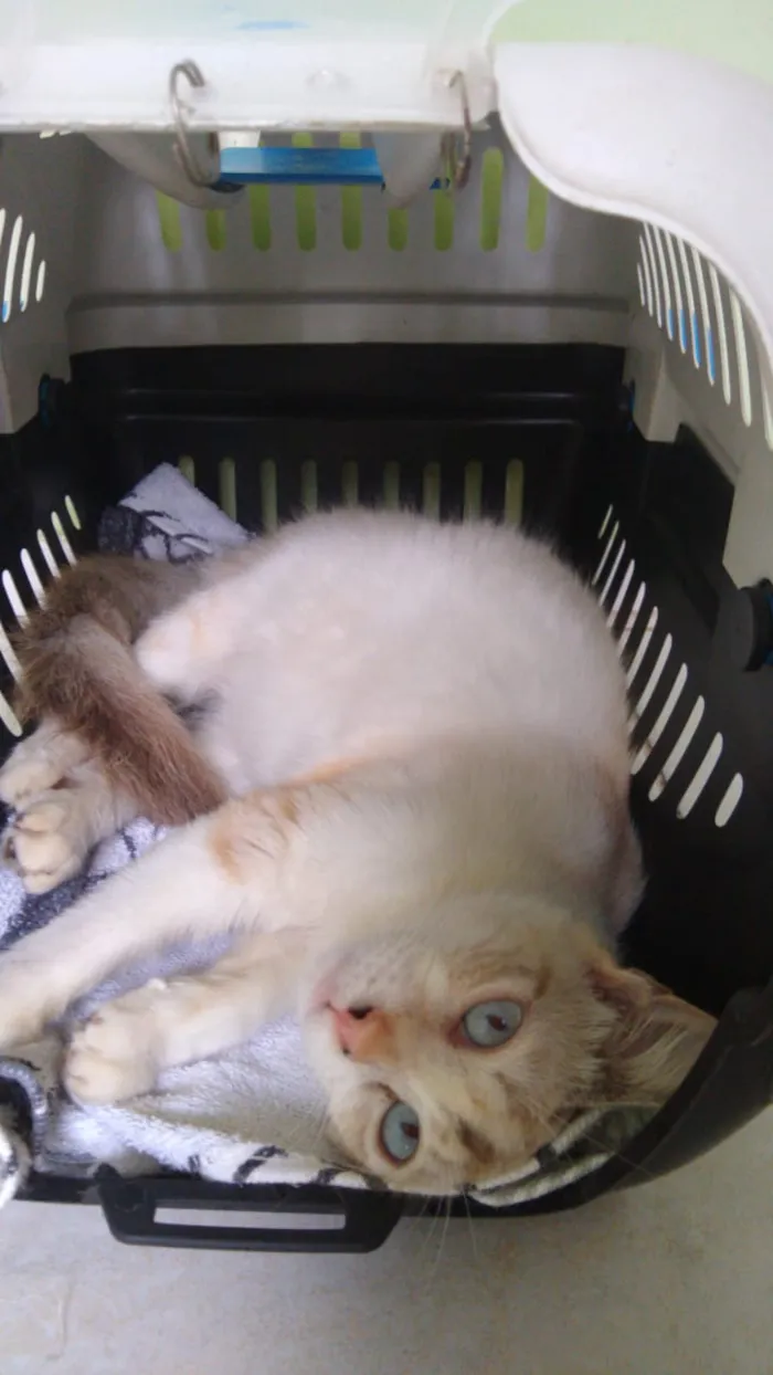 Gato ra a Siamês idade 7 a 11 meses nome Florzinha