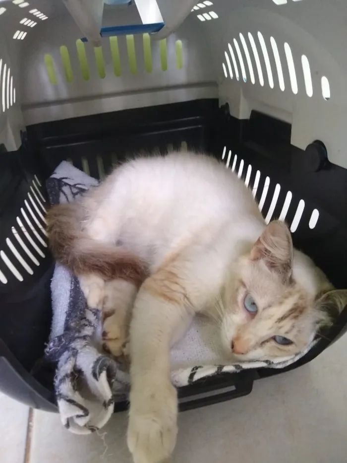 Gato ra a Siamês idade 7 a 11 meses nome Florzinha