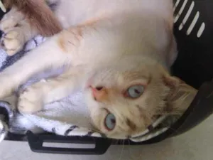 Gato raça Siamês idade 7 a 11 meses nome Florzinha