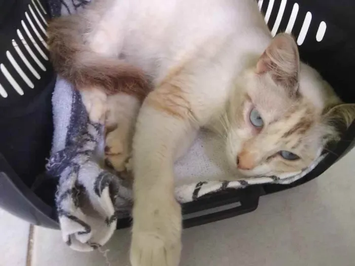 Gato ra a Siamês idade 7 a 11 meses nome Florzinha
