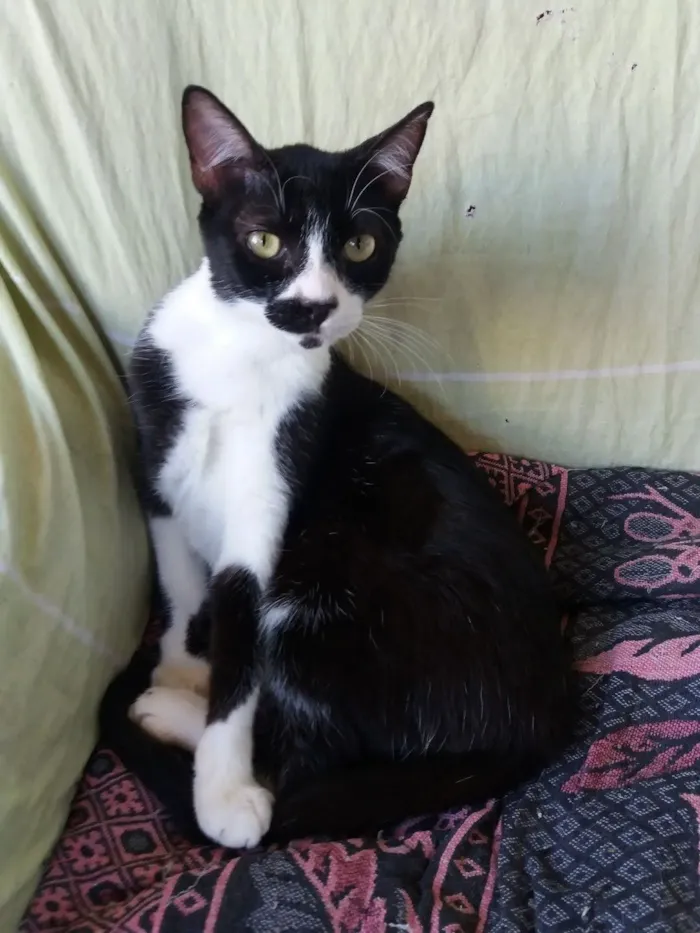 Gato ra a Frajola idade 7 a 11 meses nome Rosinha