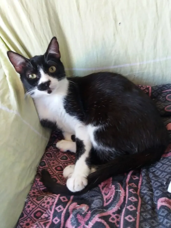 Gato ra a Frajola idade 7 a 11 meses nome Rosinha