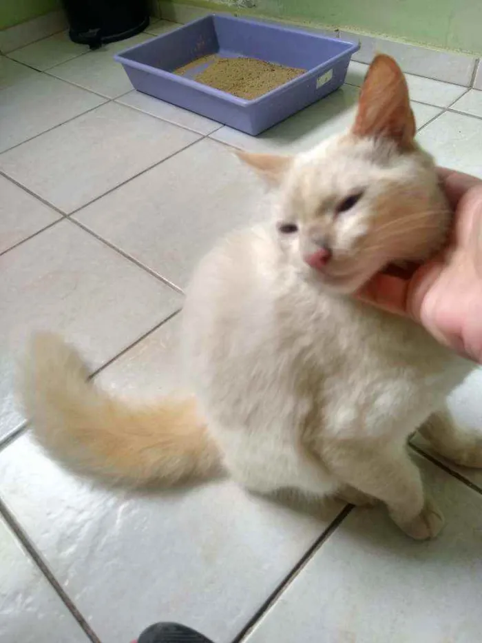Gato ra a Angorá idade 7 a 11 meses nome Thor