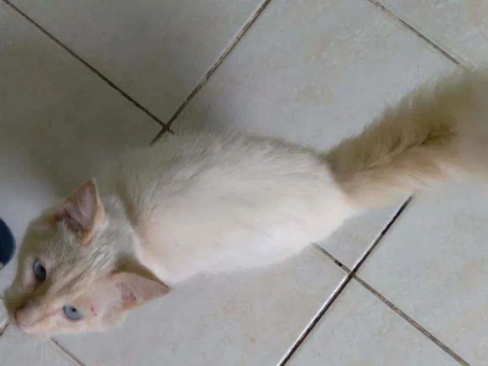 Gato ra a Angorá idade 7 a 11 meses nome Thor