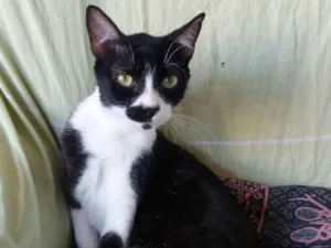 Gato raça Frajola idade 7 a 11 meses nome Rosinha