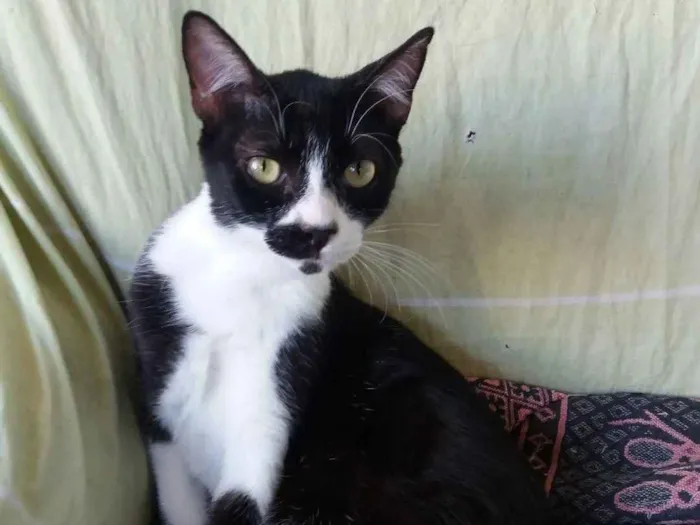 Gato ra a Frajola idade 7 a 11 meses nome Rosinha