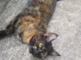 Maia