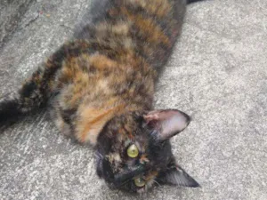 Gato raça Escaminha idade 7 a 11 meses nome Maia