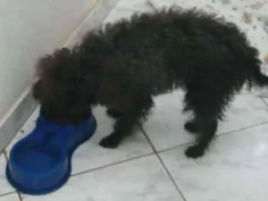 Cachorro raça Poodle idade 1 ano nome Mike 