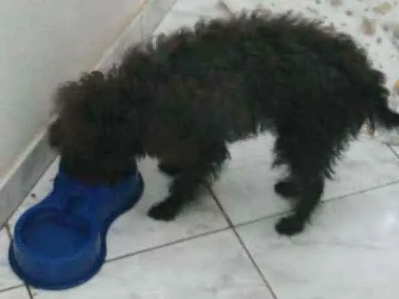 Cachorro ra a Poodle idade 1 ano nome Mike 