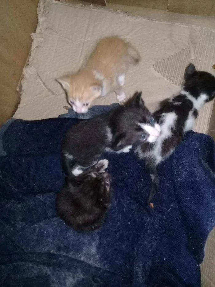 Gato raça Não sabemos idade Abaixo de 2 meses nome Não tem nome