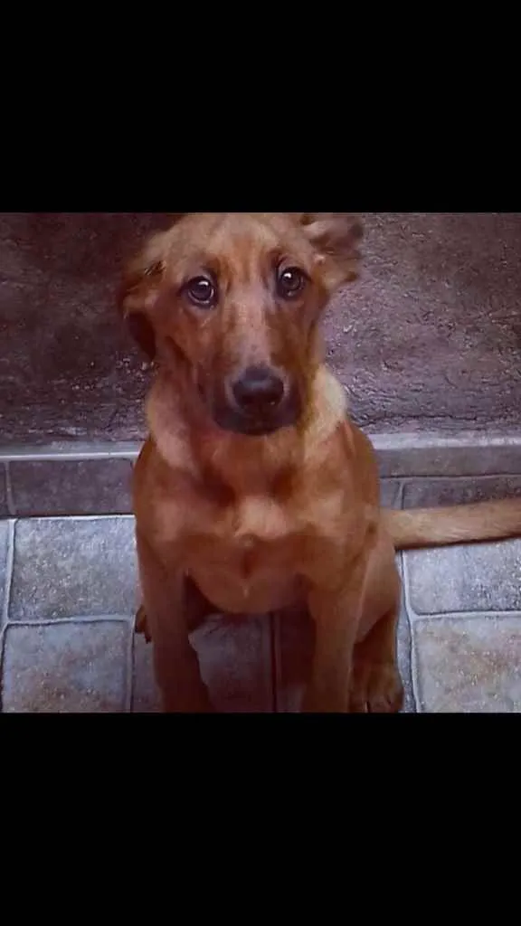 Cachorro ra a Vira lata  idade 4 anos nome Thor