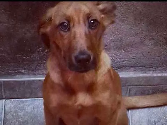 Cachorro ra a Vira lata  idade 4 anos nome Thor