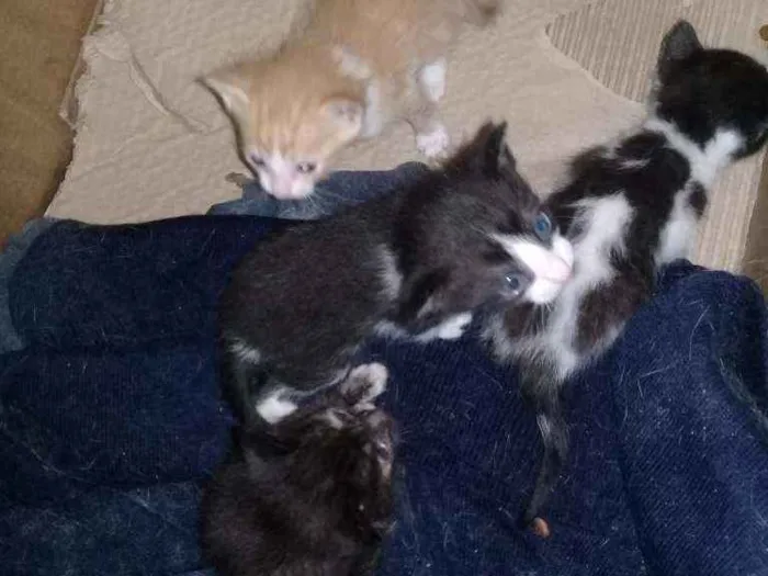 Gato raça Não sabemos idade Abaixo de 2 meses nome Não tem nome