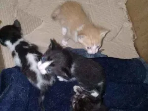 Gato raça Não sabemos idade Abaixo de 2 meses nome Não tem nome
