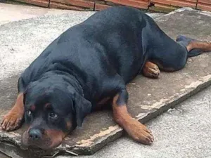 Cachorro raça Rotweiller idade 2 anos nome Maya