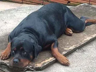 Cachorro raça Rotweiller idade 2 anos nome Maya