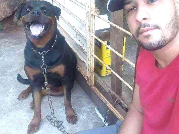 Cachorro ra a Rotweiller idade 2 anos nome Maya