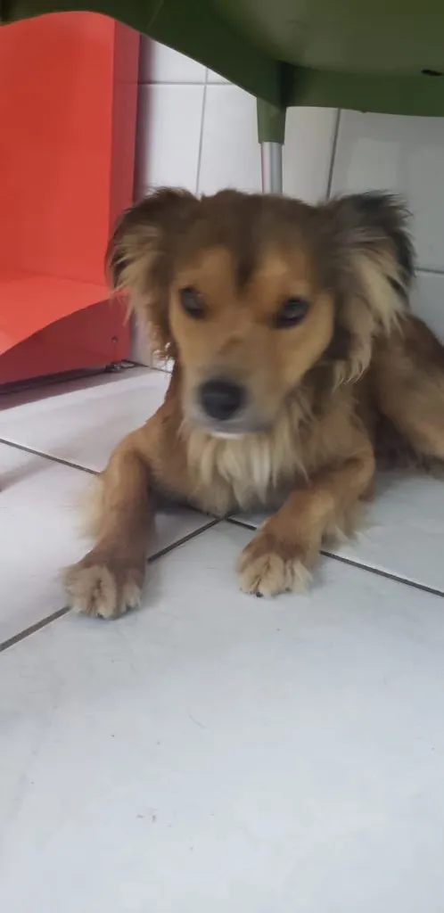 Cachorro ra a Vira lata idade 2 anos nome Lucca