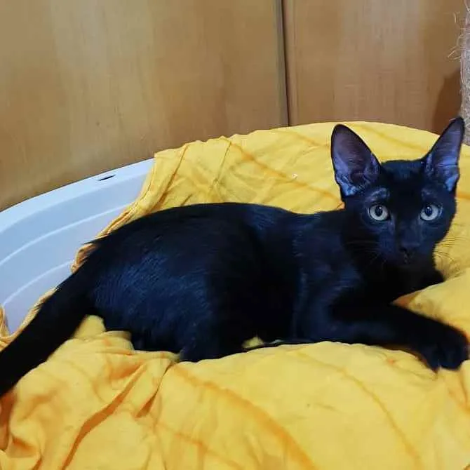 Gato ra a SRD idade 2 a 6 meses nome Black