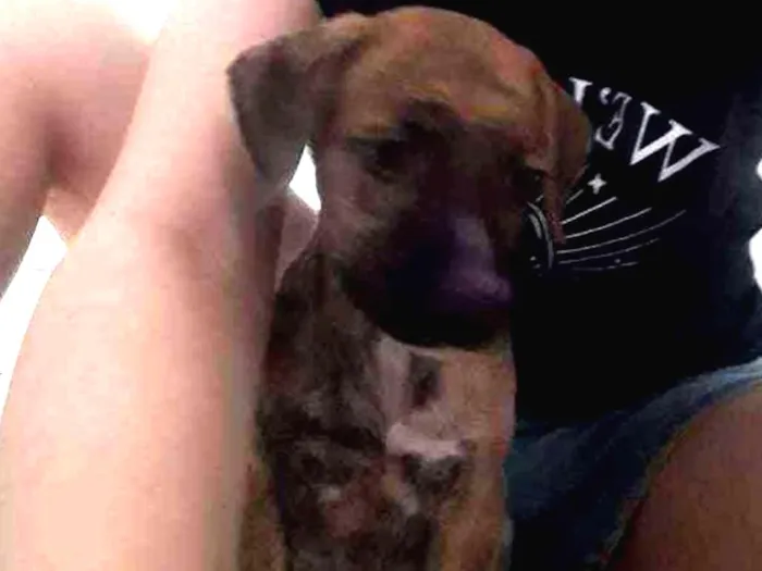 Cachorro ra a Sem raça idade Abaixo de 2 meses nome Pitolomeu