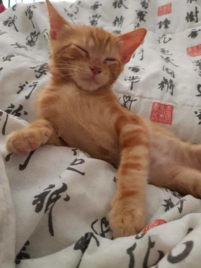 Gato ra a SRD idade 2 a 6 meses nome Felvinho