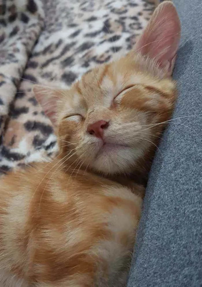 Gato ra a SRD idade 2 a 6 meses nome Felvinho