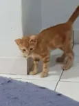 Felvinho
