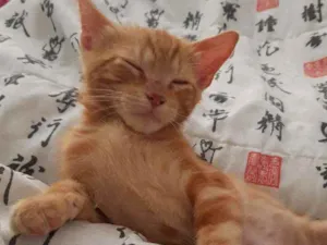 Gato raça SRD idade 2 a 6 meses nome Felvinho