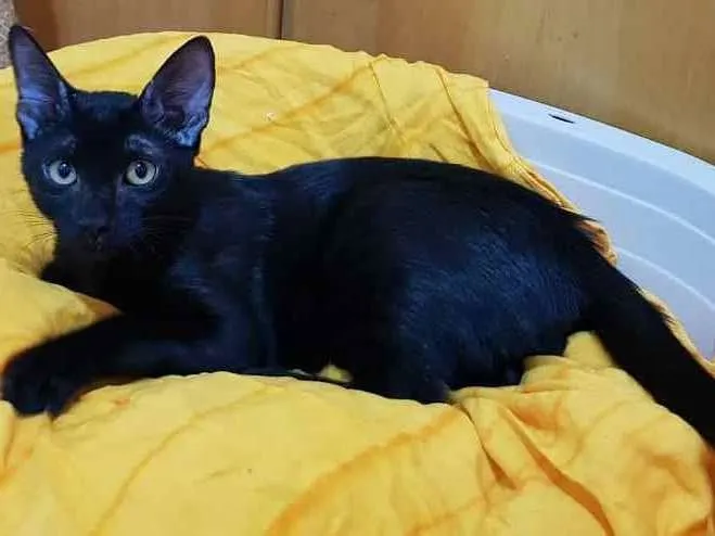 Gato ra a SRD idade 2 a 6 meses nome Black