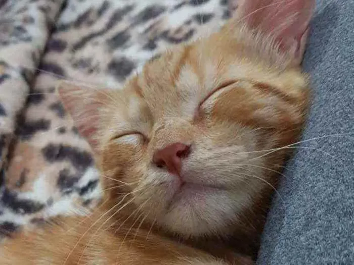Gato ra a SRD idade 2 a 6 meses nome Felvinho