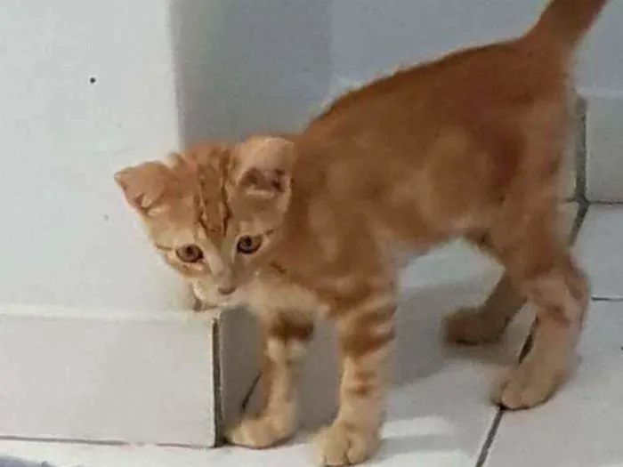 Gato ra a SRD idade 2 a 6 meses nome Felvinho