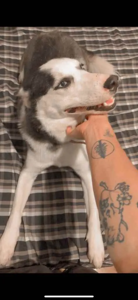Cachorro raça Husky siberiano  idade 1 ano nome Aurora 