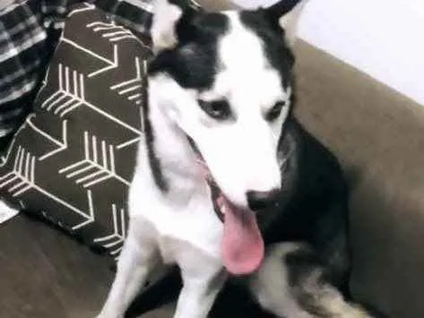 Cachorro raça Husky siberiano  idade 1 ano nome Aurora 