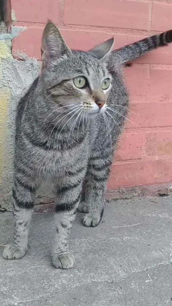 Gato ra a Srd idade 2 anos nome Vick