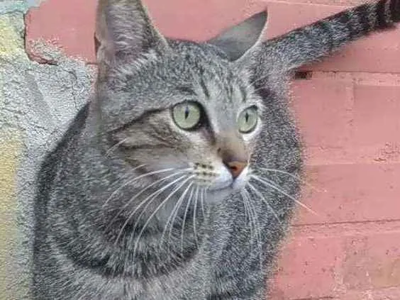 Gato ra a Srd idade 2 anos nome Vick