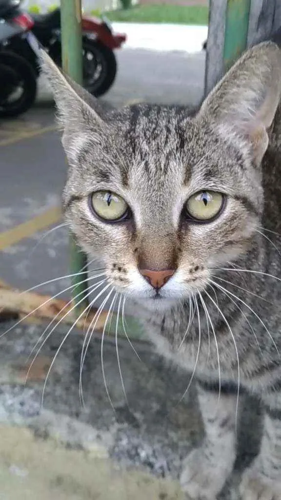 Gato ra a Srd idade 2 anos nome Vick