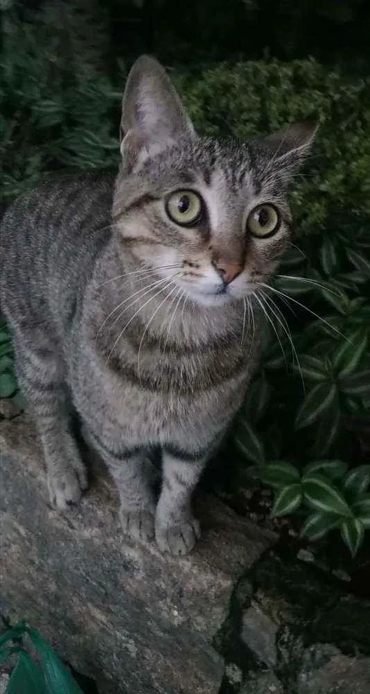 Gato ra a Srd idade 2 anos nome Vick