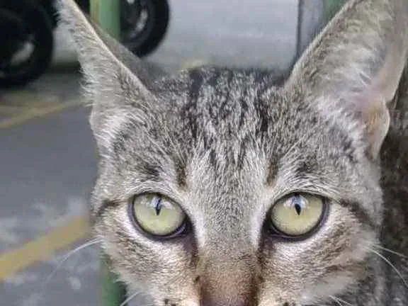 Gato ra a Srd idade 2 anos nome Vick