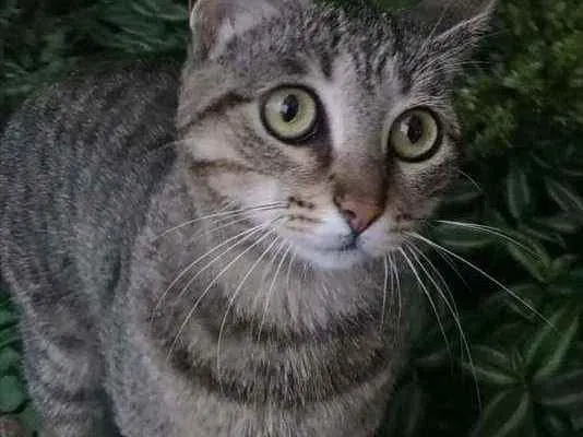 Gato ra a Srd idade 2 anos nome Vick