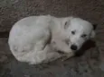 Bob