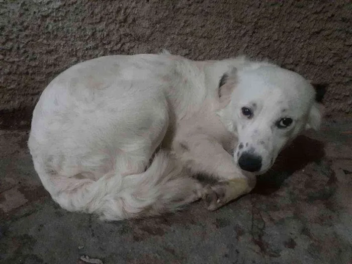 Cachorro ra a Bordar collie misturado com pe idade 1 ano nome Bob