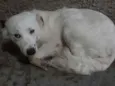 Bob