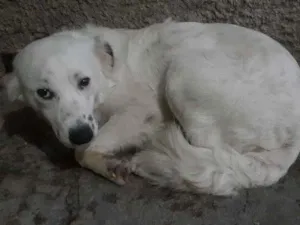 Cachorro raça Bordar collie misturado com pe idade 1 ano nome Bob