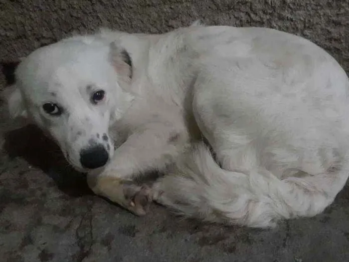 Cachorro ra a Bordar collie misturado com pe idade 1 ano nome Bob