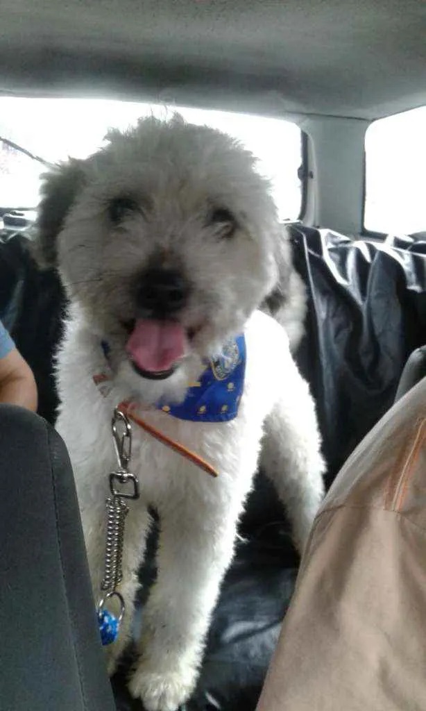 Cachorro ra a Mix poodle idade 2 a 6 meses nome Spike