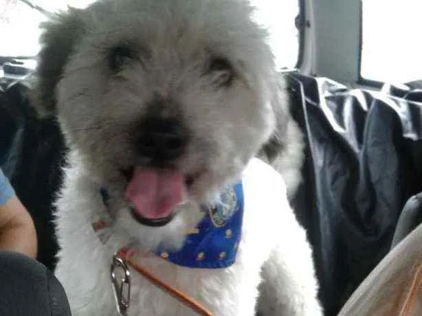 Cachorro ra a Mix poodle idade 2 a 6 meses nome Spike