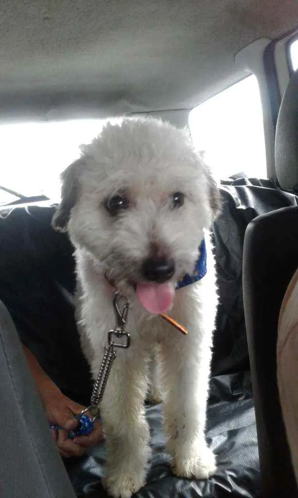 Cachorro ra a Mix poodle idade 2 a 6 meses nome Spike